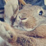 The cutest, fuzziest bunny ever.