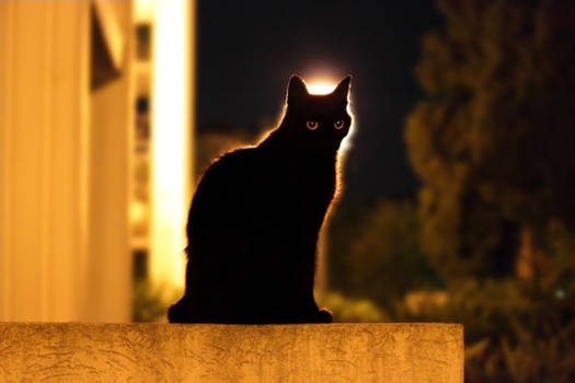 Chat noir dans la nuit