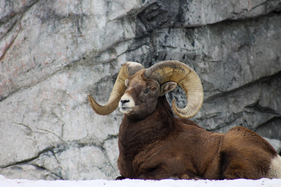 Ram by tamga Ram by tamga