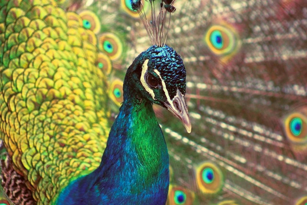 Flashy peacock by tamga Flashy peacock by tamga