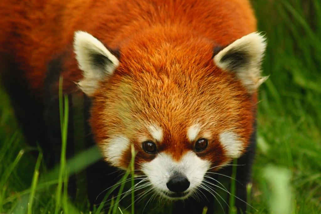 Red panda panda