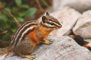 Least chipmunk