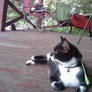 porchkitty07