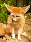 Fennec Adoration by LunaNoctis