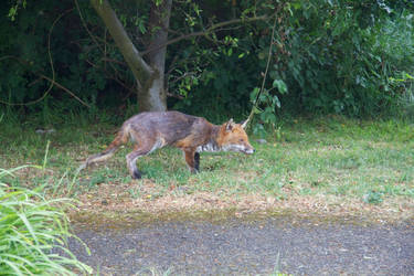 Fox on the prowl