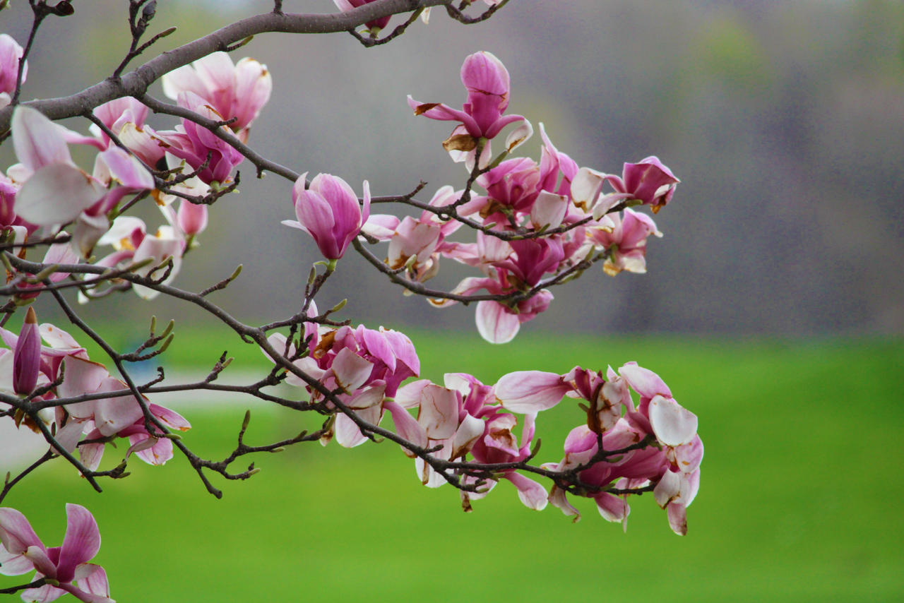 Spring Magnolias by Whynieth-Daedrianna on DeviantArt