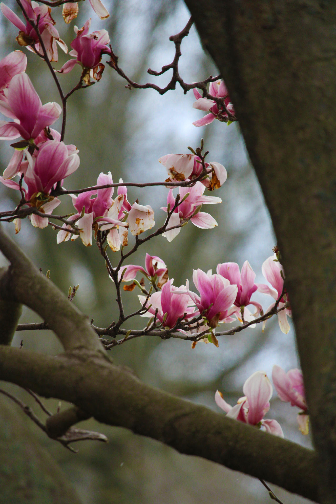 Spring Magnolias 3 by Whynieth-Daedrianna on DeviantArt