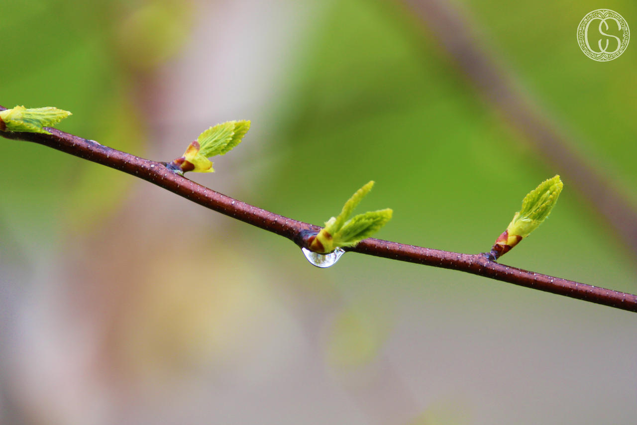 Budding Tree in the Driveway 4 by Whynieth-Daedrianna on DeviantArt