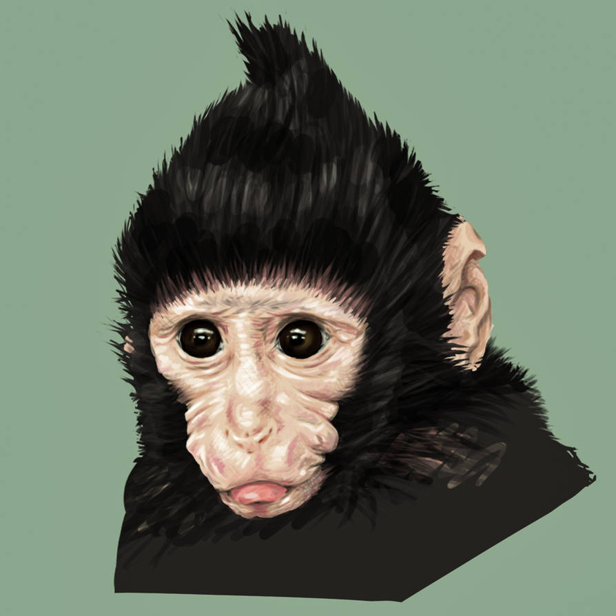 Deviantart 2007 Monkey monkey by Destiiny1 on DeviantArt