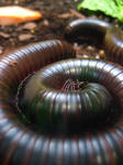 Millipede by susie-mango