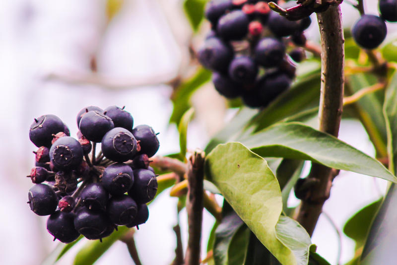 Blue Berries Ready