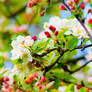 Spring Flowering