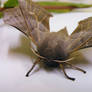 Poplar Hawk Moth 2