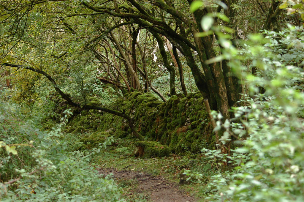 Secret Path Tree Secret Path by Paul-1485 on DeviantArt