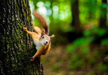 Squirrel