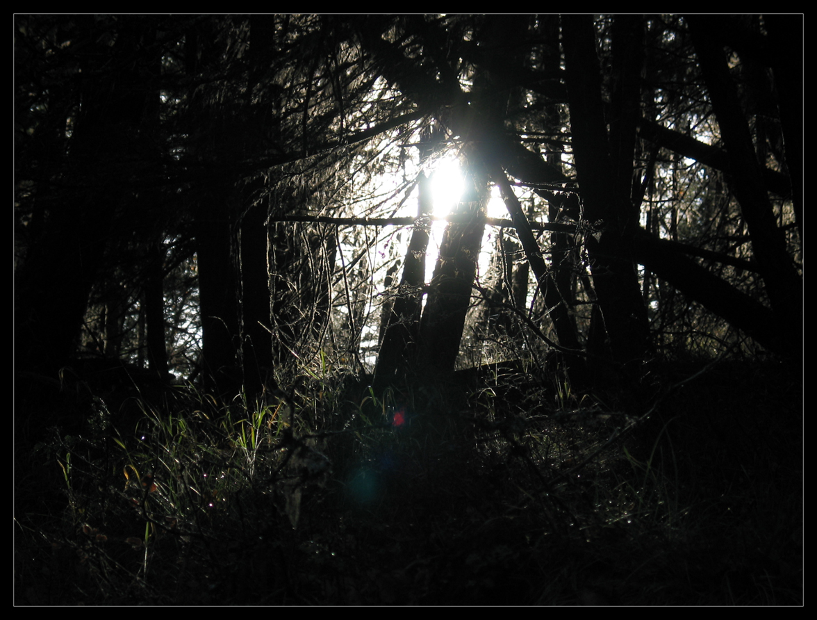 Forest Floor