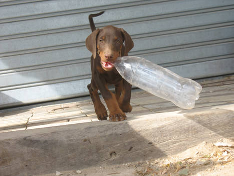 Fey playing with a bottle - doberman stock 004