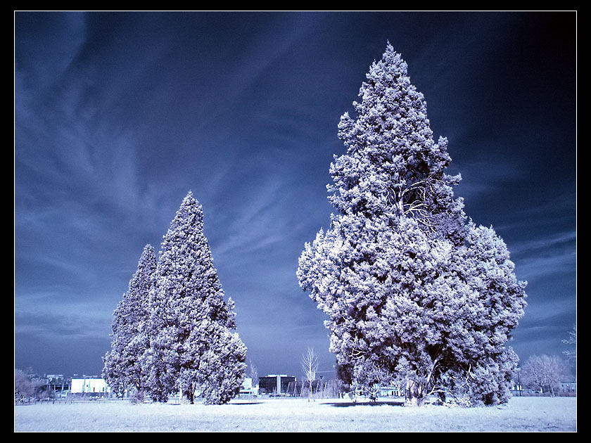 pine trees again