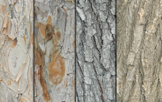 8 Tree Peel Textures
