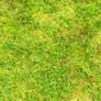 Free Grass Texture