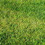 Free High Quality Grass Texture