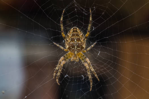 Spider on the Window