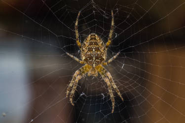 Spider on the Window