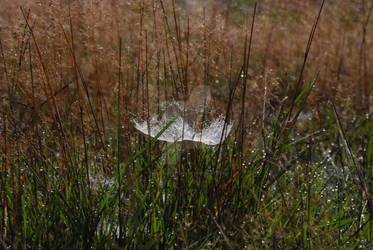 Wet Web