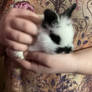 Little black and white baby bunny