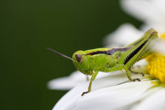 Grasshopper