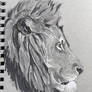 Lion in pen and ink