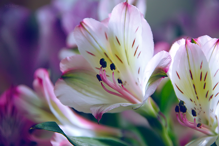 Alstroemeria