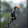 South Africa: Hornbill