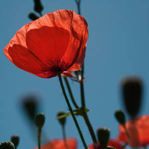 Poppies