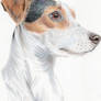 Jack Russell Terrier