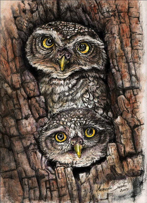 Little Owls