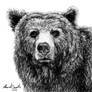 Urso / Bear