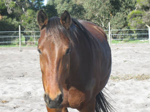 Standardbred Stock