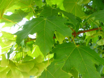 Leaves