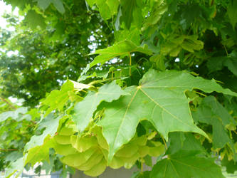 Bunch of leaves