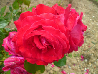 Roses 2