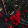 Christmas-Fall Berry