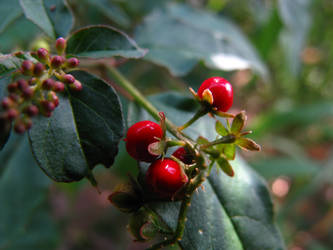 Boule rouge