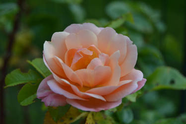 October rose