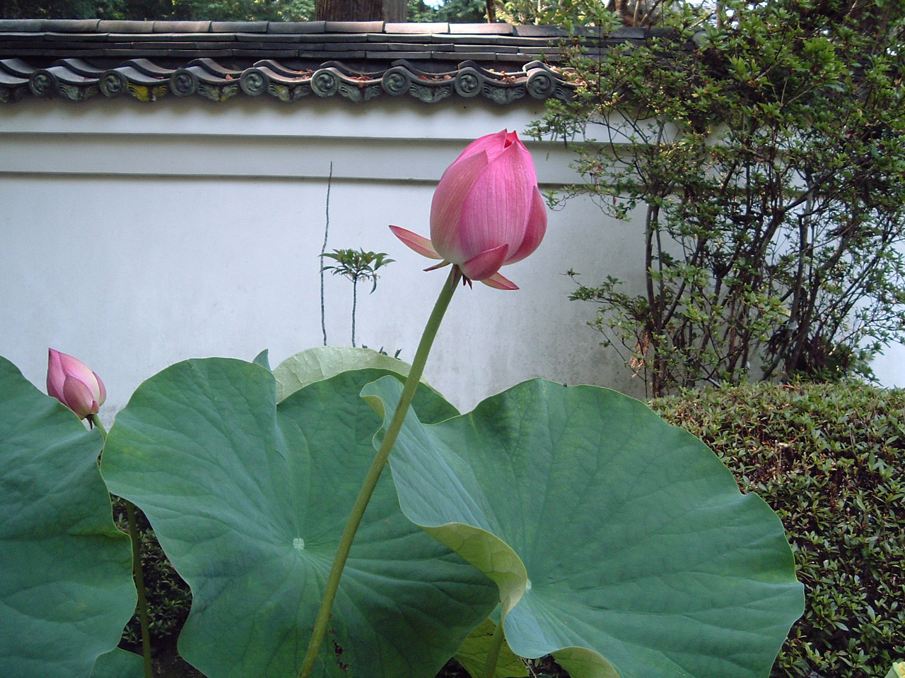 Lotus