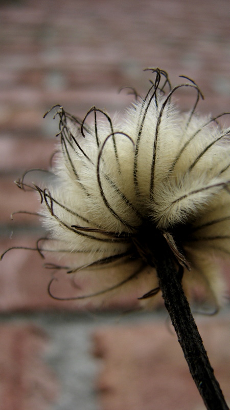 Wispy by Moose23 on DeviantArt