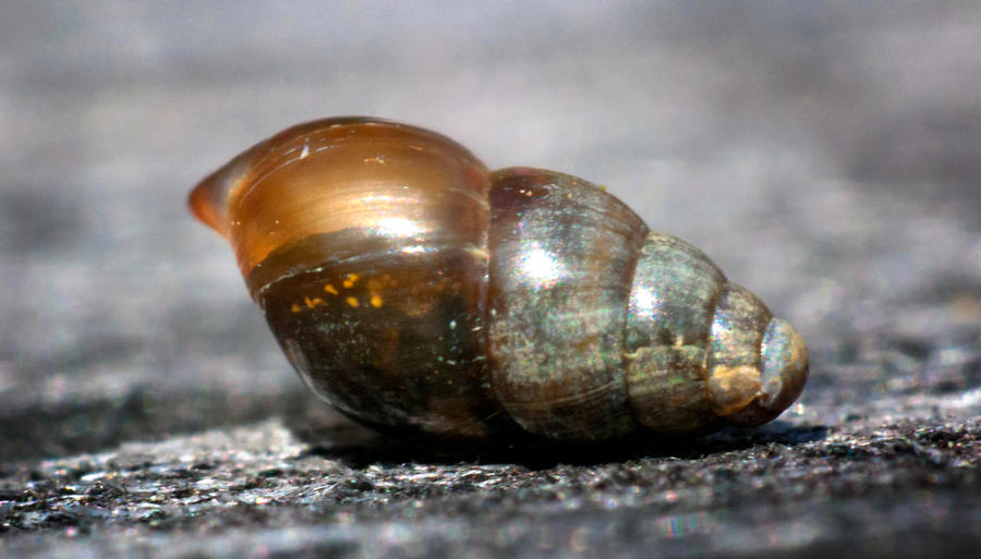 microshell by Horitsu on DeviantArt