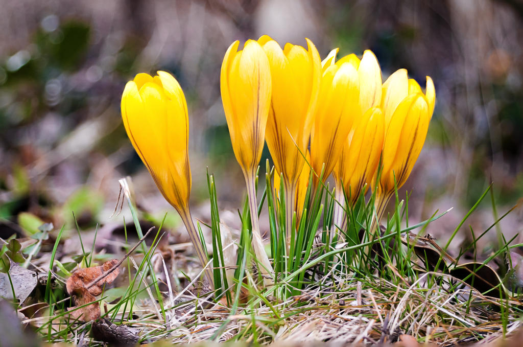 first spring flowers