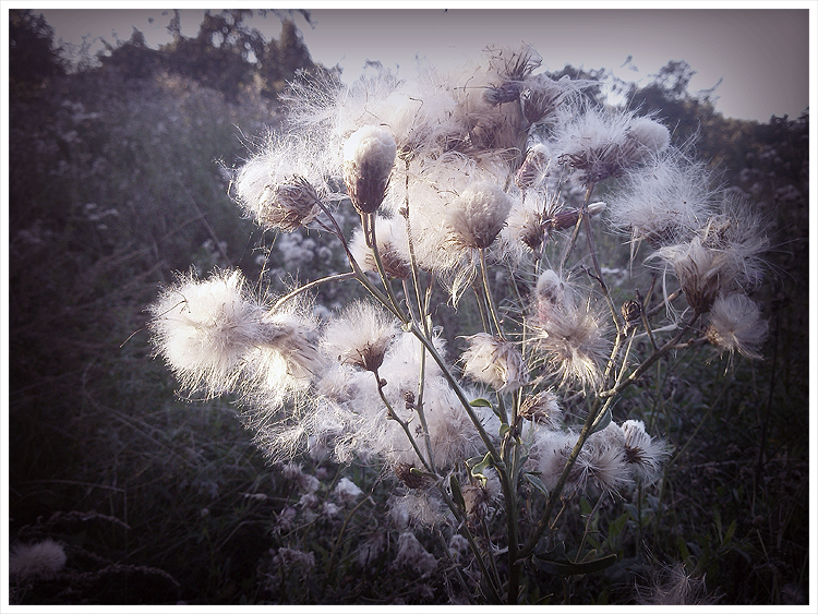 cottonwood fluff by BulletJustice on DeviantArt