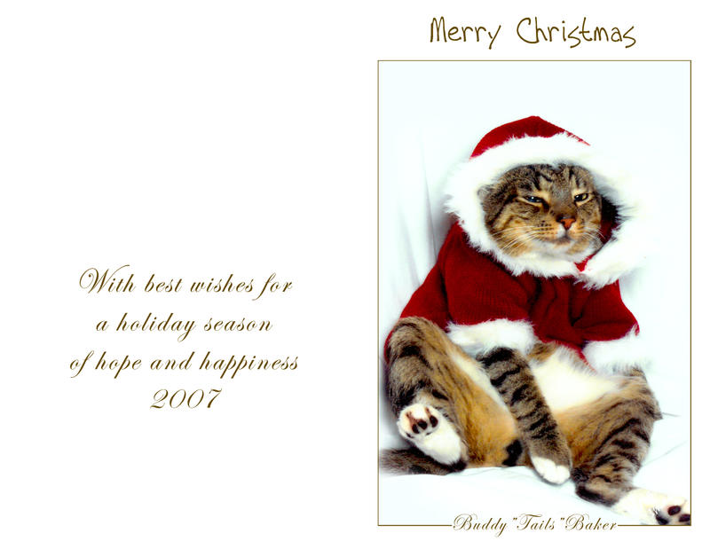 Christmas Card My Kitty